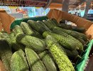 Хотите богатый урожай огурцов до октября: вот что необходимо сделать в июле