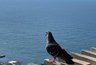 Миниатюра новости: Сильно недооценённый курорт Крыма: нет народа, нет пробок, дешевле еда и жильё, можно хорошо отдохнуть