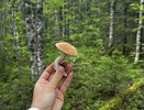 Их просто нужно уметь готовить: 5 легких рецептов, которые заставили меня полюбить грибы