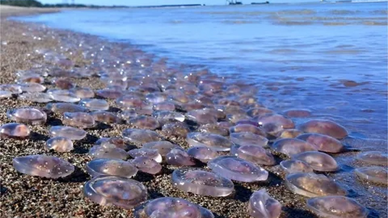 Главная картинка новости: Азовское море может стать заливом: медузы захватывают воду