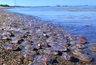 Миниатюра новости: Азовское море может стать заливом: медузы захватывают воду