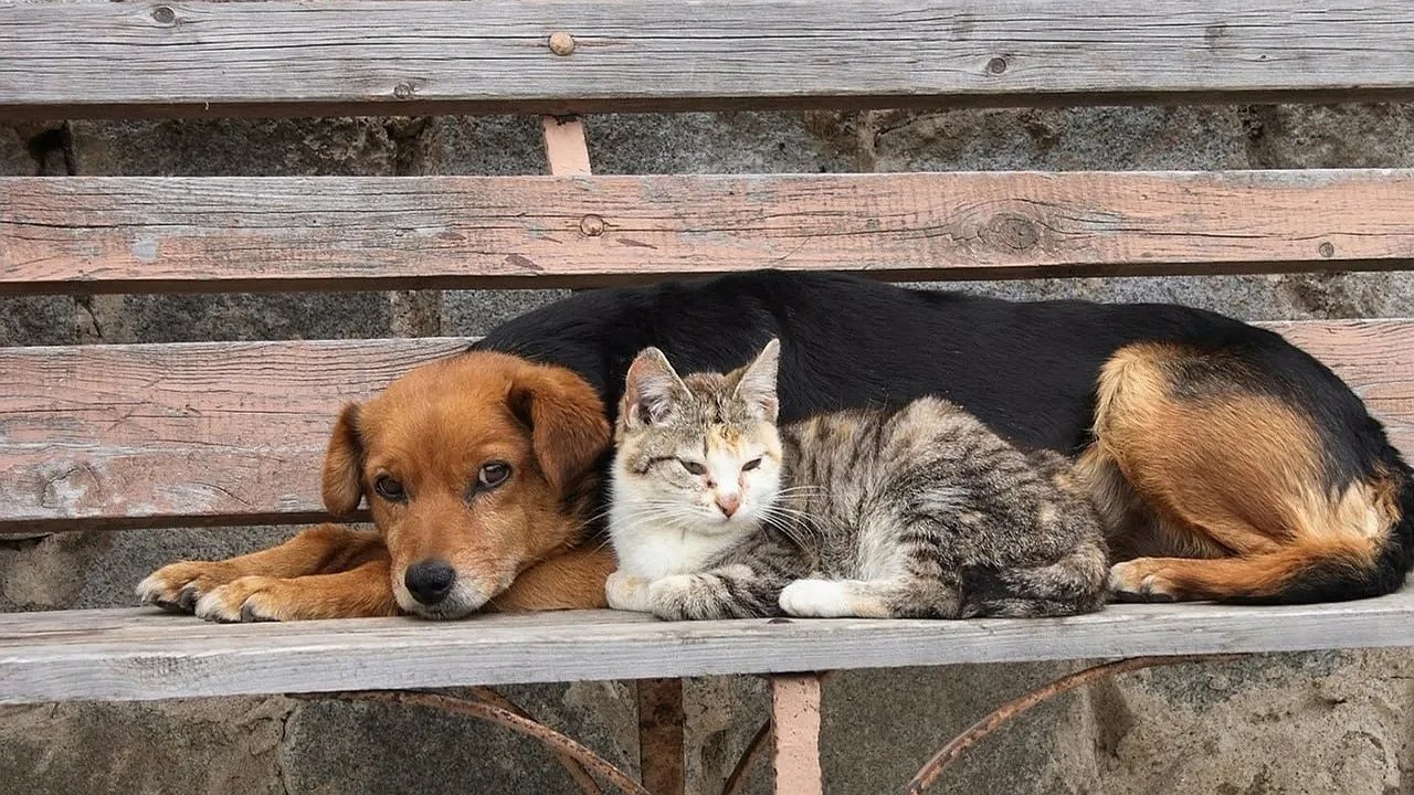 Главная картинка новости: В Новороссийске планировали раздать 1 тонну корма для бездомных животных. Но заявок хватило почти на две