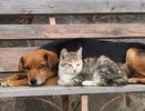 В Новороссийске планировали раздать 1 тонну корма для бездомных животных. Но заявок хватило почти на две
