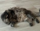 Эти виды "мурок" с 1 числа под запретом: в Госдуме запретили их держать дома