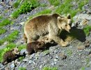 Популяции диких животных в Краснодарском крае показали значительный рост за 10 лет