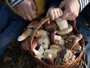 Смертельно опасный гриб, способный лишить зрения: держитесь от него подальше