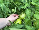 Чем побрызгать помидоры от фитофторы в конце лета: мощные методы от Кизимы
