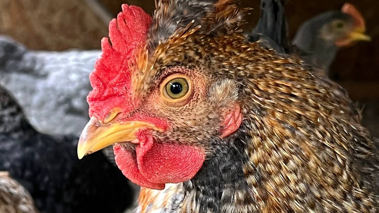 Главная картинка новости: Курам воду не наливаю — и они довольны: яйценоскость растет, если заменить воду этим