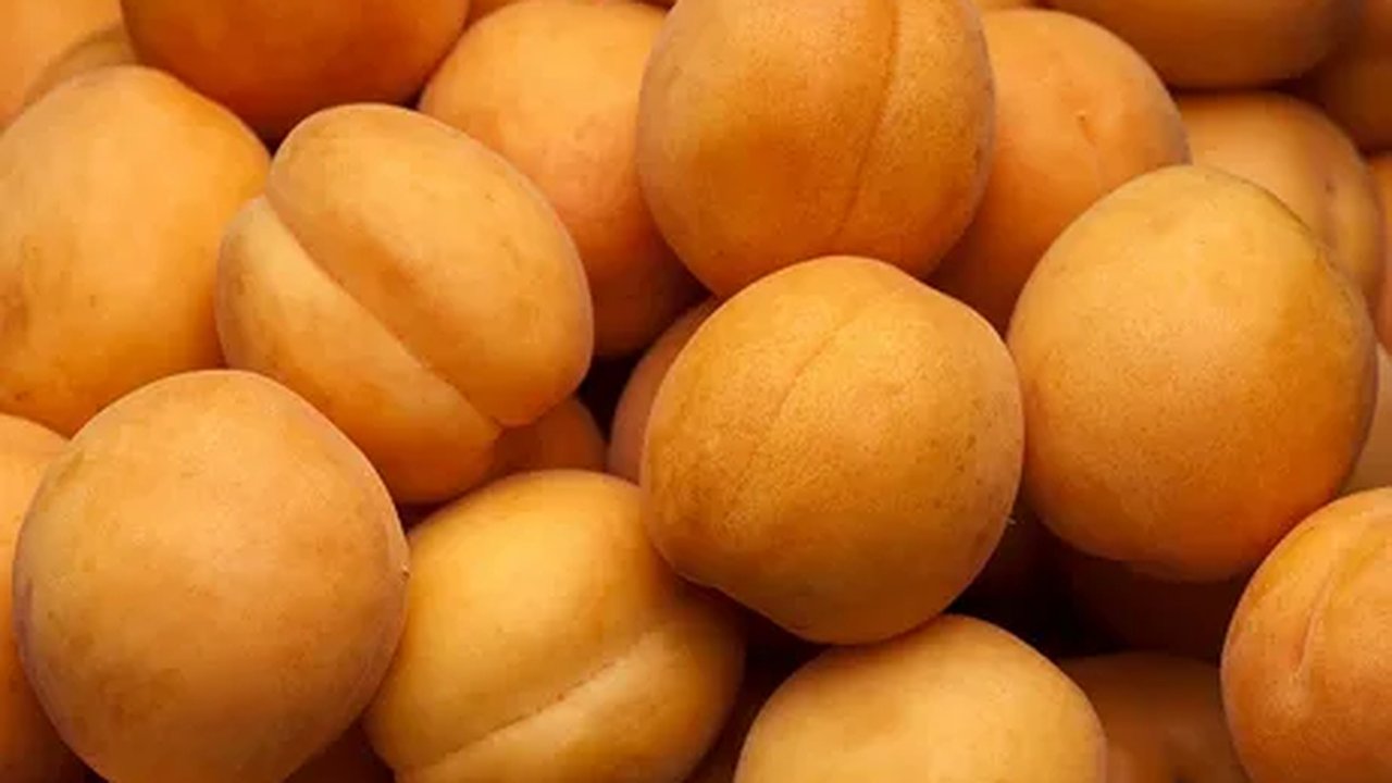 Главная картинка новости: 23 тонны турецких абрикосов забракованы в Новороссийске из-за опасного вредителя