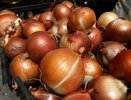 Названы самые благоприятные дни для уборки урожая лука в 2025 году