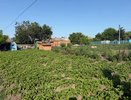 Земля истощена: правильно лечим почву после уборки лука и чеснока специальной микстурой