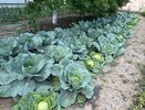 Рассыпаю соль по огороду - и лук с капустой без вредителей до конца лета: рабочий способ