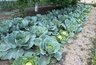 Миниатюра новости: Рассыпаю соль по огороду - и лук с капустой без вредителей до конца лета: рабочий способ
