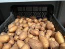 Когда на самом деле копать картошку в 2025 году: лучшие дни по Лунному календарю