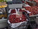 "Ценнее золота": это самая дорогая ягода в России. Зачем люди охотятся за ней и что она в себе таит
