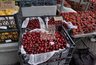 Миниатюра новости: "Ценнее золота": это самая дорогая ягода в России. Зачем люди охотятся за ней и что она в себе таит