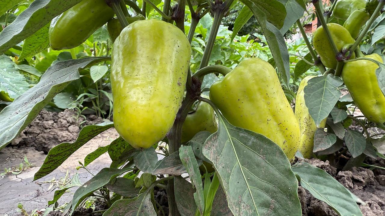 Главная картинка новости: 3 подкормки для перца в июле на толстостенность: плод будет тяжелый, мясистый, сочный - даже в руке не уместится