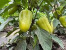 3 подкормки для перца в июле на толстостенность: плод будет тяжелый, мясистый, сочный - даже в руке не уместится