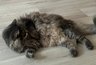 Миниатюра новости: "Не кормите этим кошек": в Роскачестве назвали самые плохие марки корма для питомцев