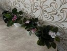 Для роскошного цветения фиалки — незаменимое средство: 1 гр. на литр воды — и шапки пышнее кудрей Пушкина