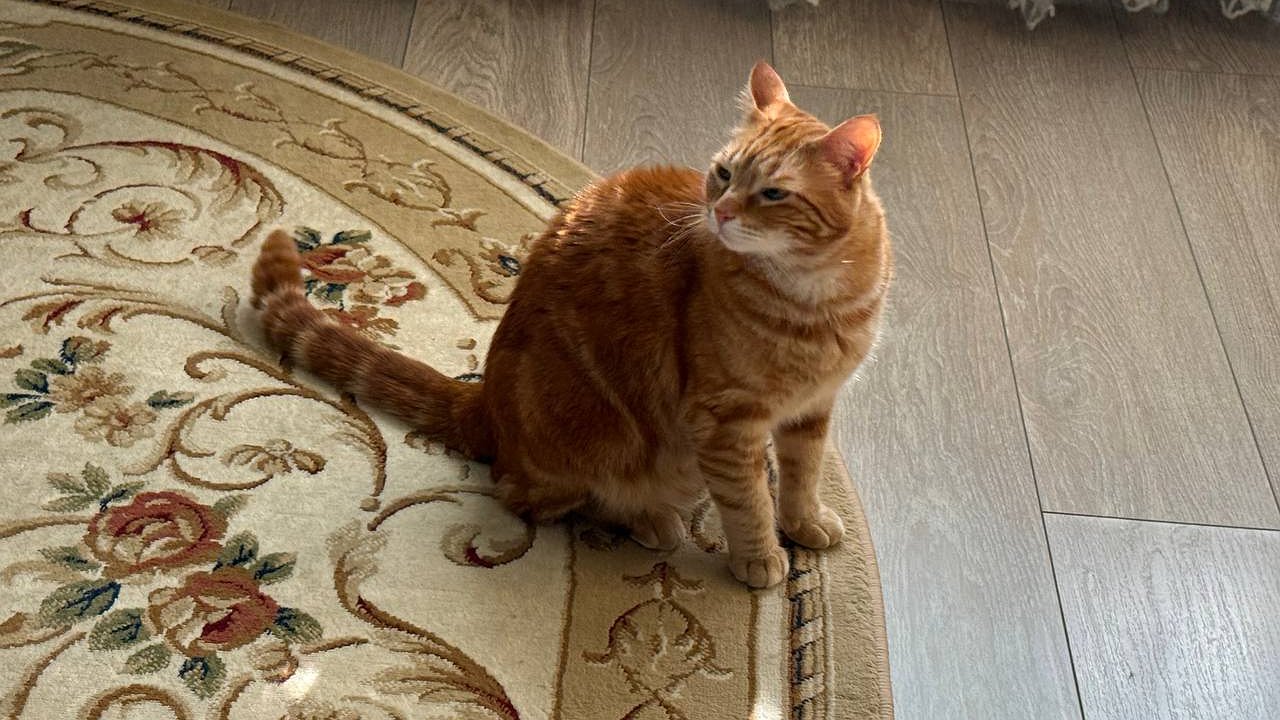 Главная картинка новости: Кошка как будто замешивает тесто? Это древний сигнал, который ни в коем случае нельзя игнорировать