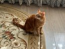 Кошка как будто замешивает тесто? Это древний сигнал, который ни в коем случае нельзя игнорировать