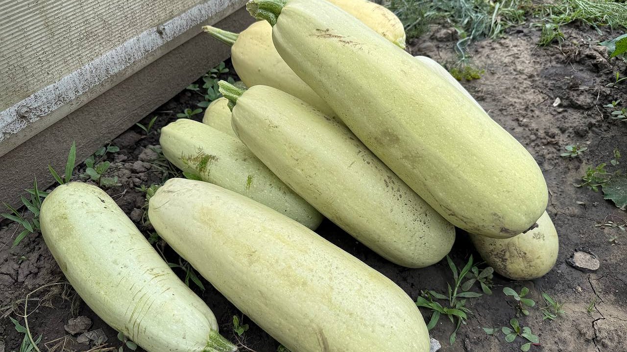 Главная картинка новости: Это самый вредный способ приготовления кабачков - запомните это правило раз и навсегда