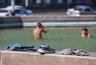 Миниатюра новости: Жара в Новороссийске: +31°C, опасное солнце и чем занимались наши предки 30 июля