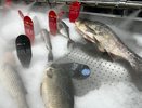 Краснодарский край за год сократил закупки рыбы за рубежом на 40%
