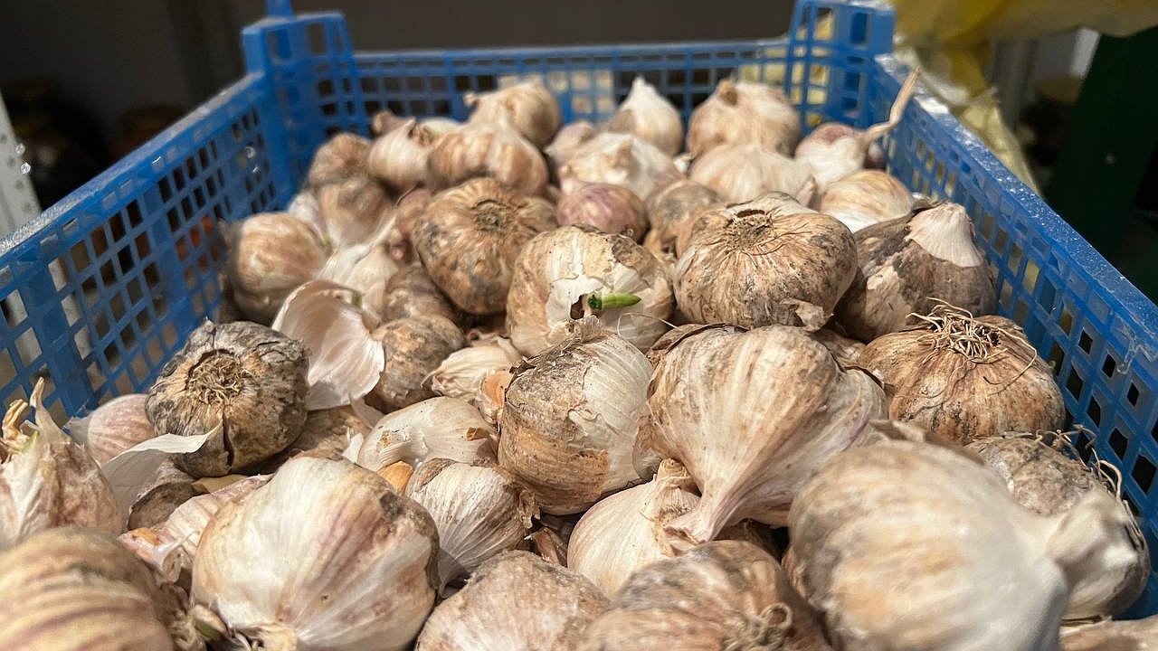 Главная картинка новости: Дачники, вот 3 способа хранения чеснока: Ничего точно не гниёт, лежит вечно