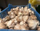 Дачники, вот 3 способа хранения чеснока: Ничего точно не гниёт, лежит вечно