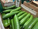 Нужно ли чистить огурцы: ученые рассказали, какая опасность таится в их кожуре