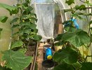Листья — шапка, а огурчиков — капля: перевоспитываем жирующие растения