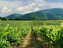 Винный туризм на Кубани 2025: топ-3 самых посещаемых виноделен по данным статистики