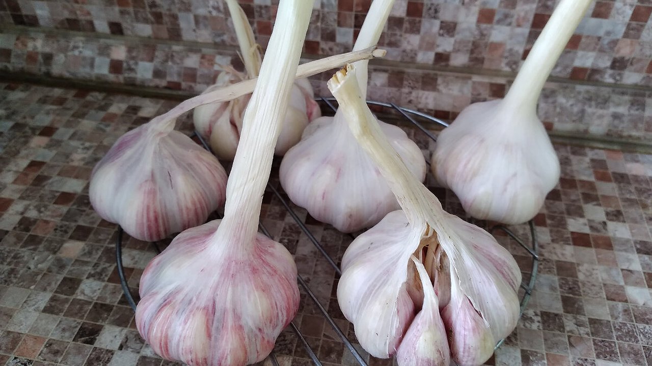Главная картинка новости: Мой чеснок не портится никогда: никакой плесени, прорастания и усыхания — свежий до следующего лета