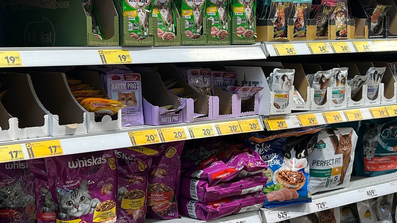 Главная картинка новости: "Прекратите травить кошек": в Роскачестве назвали самые опасные марки корма для питомцев