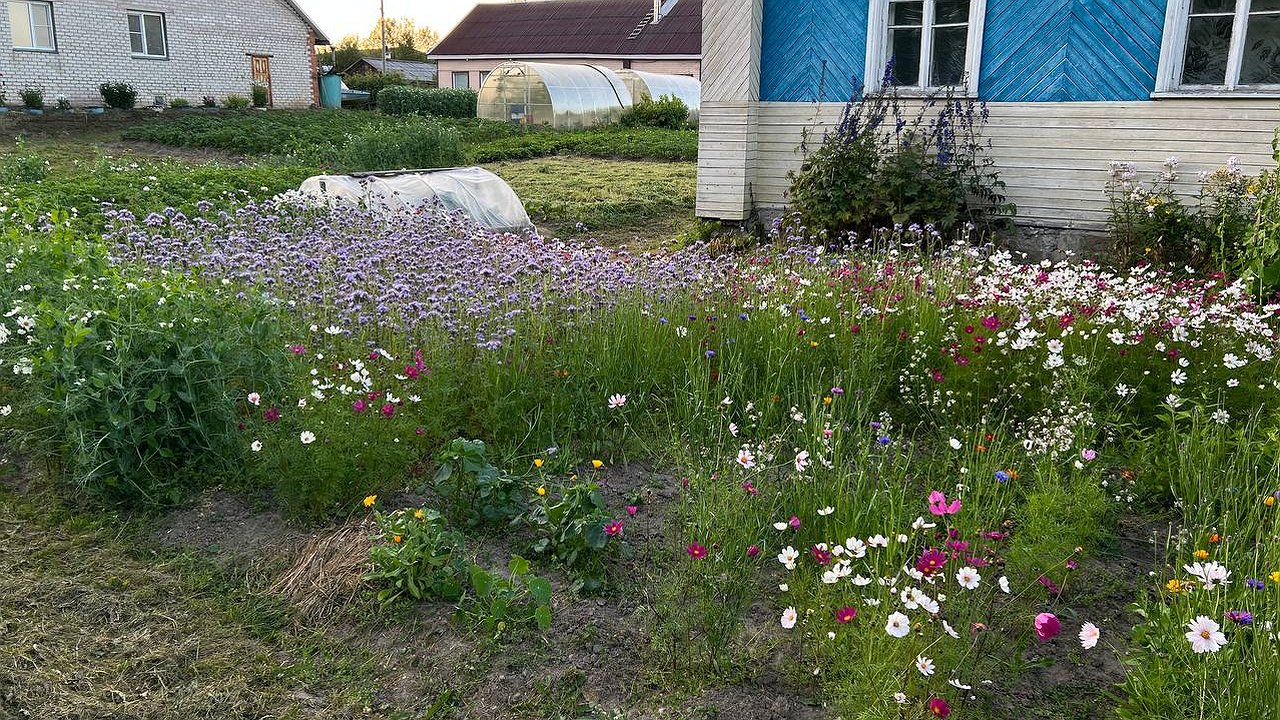 Главная картинка новости: После чеснока всегда сажаю это: грядка не пустует, а почва становится богаче