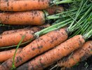 Забыла про тяпку и лопату — а морковь вымахала с кулак! Ленивый способ выращивания, от которого соседи хватаются за голову