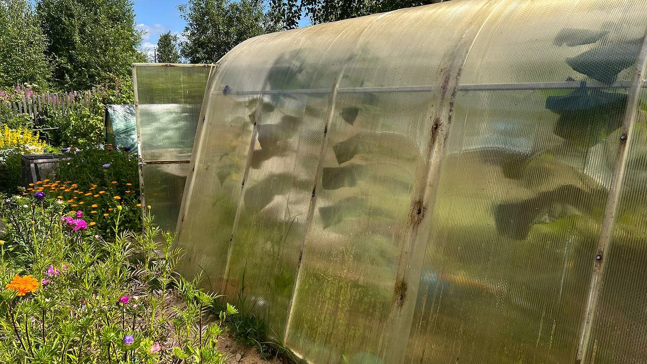 Главная картинка новости: Август — время уборки: как правильно собрать лук и чеснок, чтобы они пролежали до нового года