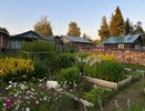 Кроты бегут, как ошпаренные: мой дедовский способ с консервной банкой