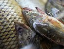 "Рыбный беспредел": в Новороссийске незаконная торговля копчёной рыбой стала выгодным бизнесом