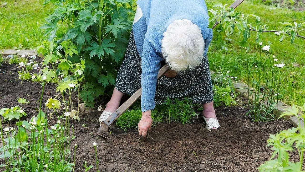 Главная картинка новости: Спина не устает, а суставы не болят: как правильно собирать урожай после 50 без вреда для здоровья