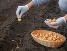 Озимый лук сажаю только этим способом — никогда не гниет и даёт рекордный урожай