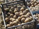 Ни за что не копаю картошку раньше этого срока: жду один верный признак и выдерживаю 2 недели — клубни лежат до лета как новенькие