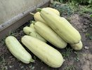 Кабачки растут как бешеные: достаточно одной ложки этого средства под куст при посадке