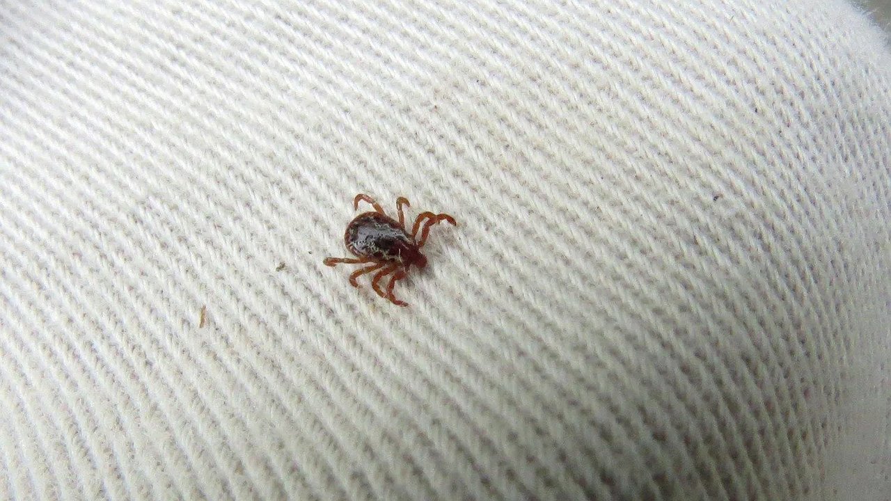 Главная картинка новости: Клещи атакуют Кубань: почти 4 тысячи пострадавших, как уберечь себя и детей