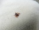 Клещи атакуют Кубань: почти 4 тысячи пострадавших, как уберечь себя и детей