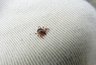 Миниатюра новости: Клещи атакуют Кубань: почти 4 тысячи пострадавших, как уберечь себя и детей