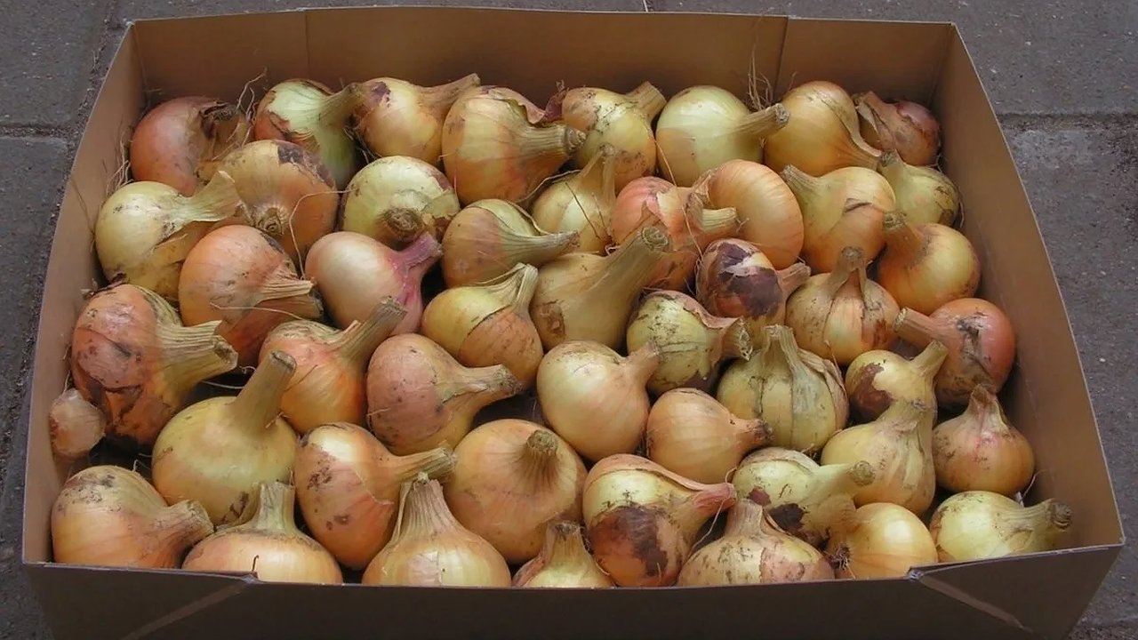 Главная картинка новости: Лук сохранился свежим до весны: надёжный способ хранения — сочный и крепкий до нового урожая