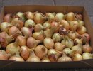Лук сохранился свежим до весны: надёжный способ хранения — сочный и крепкий до нового урожая
